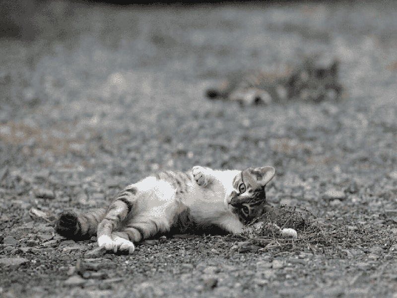 试管内的蚂蚁（二代试管跟一代试管区别）